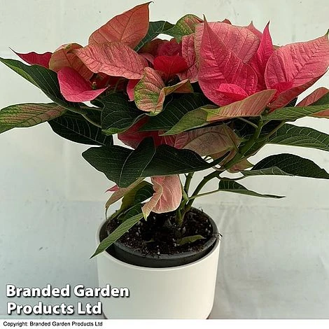 Princettia® 'Pink' - Gift 2 Princettia® 'Pink' - Gift - Image 2