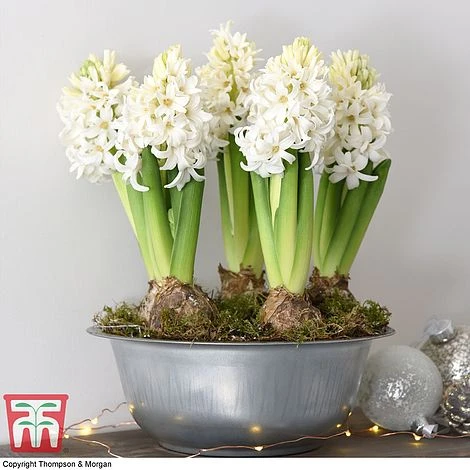 Hyacinth In Zinc Bowl - Gift 1 Hyacinth In Zinc Bowl - Gift