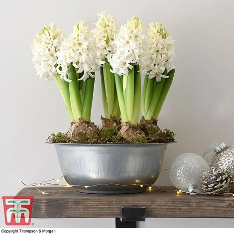 Hyacinth In Zinc Bowl - Gift 2 Hyacinth In Zinc Bowl - Gift - Image 2