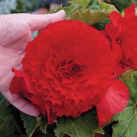 Begonia 'Prima Donna Red' 1 Begonia 'Prima Donna Red'