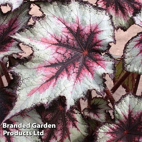 Begonia 'Silver Spirit' 1 Begonia 'Silver Spirit'