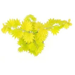 Acer Shirasawanum Aureum -Vedicayur Store 2554851