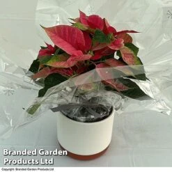 Princettia® 'Pink' - Gift 5 Princettia® 'Pink' - Gift -Vedicayur Store 3141