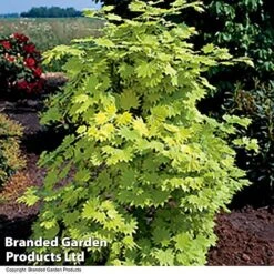 Acer Shirasawanum Aureum -Vedicayur Store ACER AUREUM T36444
