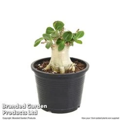 Adenium 'Ansu Baobab' -Vedicayur Store ADEN BAOBA15CM T49835