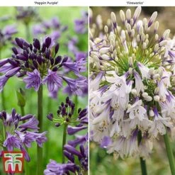 Agapanthus Duo Fireworks & Poppin Purple