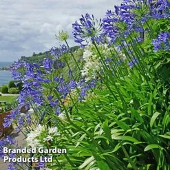 Summer Plant Collection -Vedicayur Store AGAP BLUEWHITE L25347