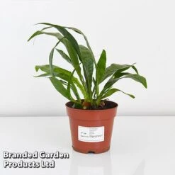 Aglaomorpha Coronans -Vedicayur Store AGLA CORON12CM T43904