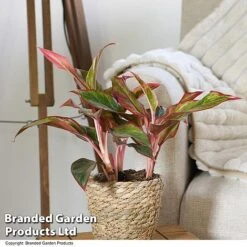 Aglaonema 'Crete' -Vedicayur Store AGLA CRETE T50175