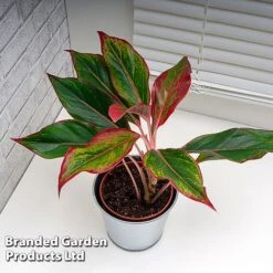 Aglaonema 'Crete' -Vedicayur Store AGLA CRETE W48793