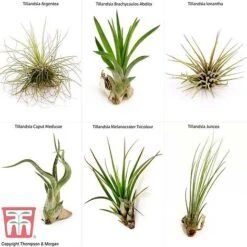 Air Plant Variety Collection -Vedicayur Store AIR KB3490 B1