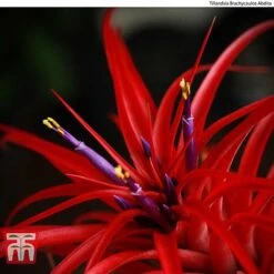 Air Plant Variety Collection -Vedicayur Store AIR KB3490 C1