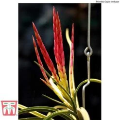 Air Plant Variety Collection -Vedicayur Store AIR KB3490 E2