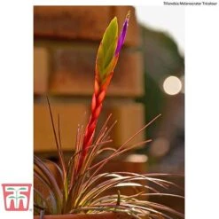 Air Plant Variety Collection -Vedicayur Store AIR KB3490 F2