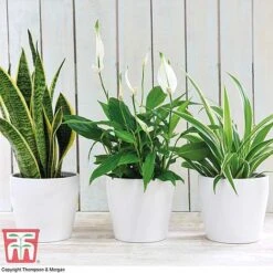 Air Purifying Houseplant Collection -Vedicayur Store AIR kb3599 A