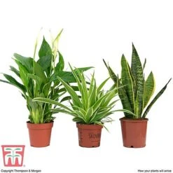 Air Purifying Houseplant Collection -Vedicayur Store AIR kb3599 C
