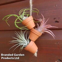 Air Plant Mini Pots On Rope 7 Air Plant Mini Pots On Rope -Vedicayur Store AIRP MINIROPE3 S45969