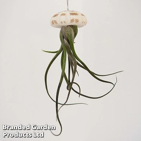 Airplant (Tillandsia) In Sea Urchin 1 Airplant (Tillandsia) In Sea Urchin