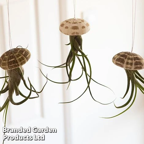 Airplant (Tillandsia) In Sea Urchin 2 Airplant (Tillandsia) In Sea Urchin - Image 2