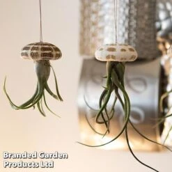 Airplant (Tillandsia) In Sea Urchin 5 Airplant (Tillandsia) In Sea Urchin -Vedicayur Store AIRP SEAURCH3