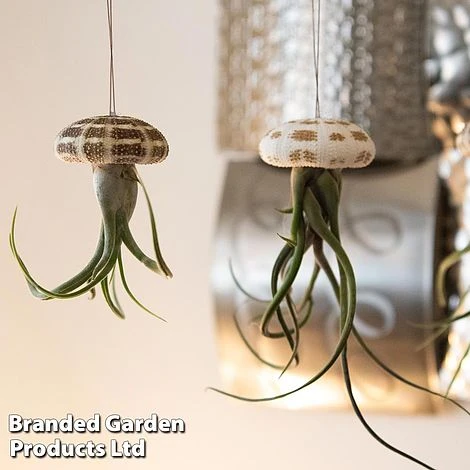 Airplant (Tillandsia) In Sea Urchin 3 Airplant (Tillandsia) In Sea Urchin - Image 3