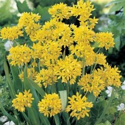 Bumper Spring Bulb Collection -Vedicayur Store ALLI T11408 A h