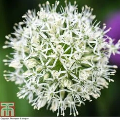 Allium Stipitatum 'Mount Everest'