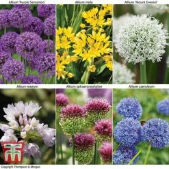 Allium Bumper Pack