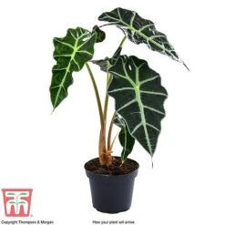 Alocasia X Amazonica -Vedicayur Store ALO KB1116 A