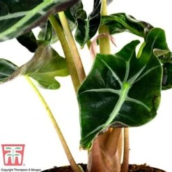 Alocasia X Amazonica -Vedicayur Store ALO KB1116 B
