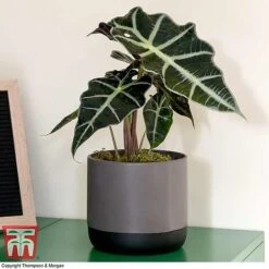 Alocasia X Amazonica -Vedicayur Store ALO KB1116 C