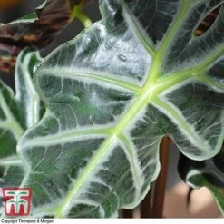 Alocasia X Amazonica -Vedicayur Store ALO KB1116 E
