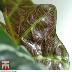 Alocasia X Amazonica -Vedicayur Store ALO KB1116 F