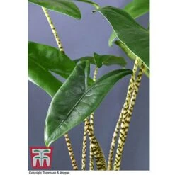 Alocasia Zebrina 7 Alocasia Zebrina -Vedicayur Store ALOC WKB5018 C