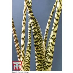 Alocasia Zebrina 8 Alocasia Zebrina -Vedicayur Store ALOC WKB5018 D