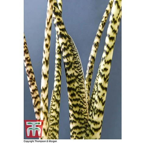 Alocasia Zebrina 4 Alocasia Zebrina - Image 4