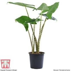 Alocasia Zebrina 9 Alocasia Zebrina -Vedicayur Store ALOC WKB5018 E