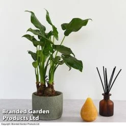 Alocasia Cucullata In Stone Ceramic -Vedicayur Store ALOC CUCULLATA T39658