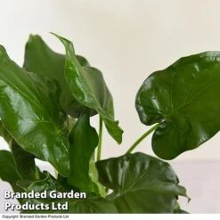 Alocasia Cucullata In Stone Ceramic -Vedicayur Store ALOC CUCULLATA T39662