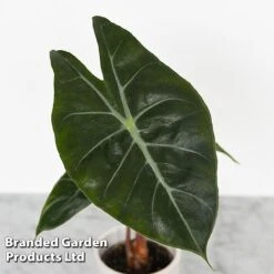 Alocasia Cuprea Mix -Vedicayur Store ALOC CUPREAMIX KF0872 B