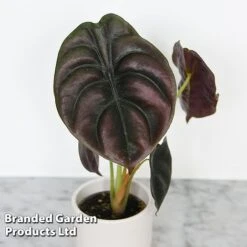 Alocasia Cuprea Mix -Vedicayur Store ALOC CUPREAMIX KF0872 D