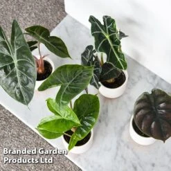 Alocasia Cuprea Mix -Vedicayur Store ALOC CUPREAMIX KF0872 F