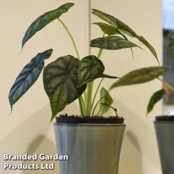 Alocasia 'Dragon Scale' -Vedicayur Store ALOC DRAGON3