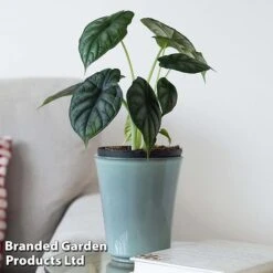 Alocasia 'Dragon Scale' -Vedicayur Store ALOC DRAGON4