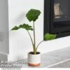 Alocasia 'Portodora'