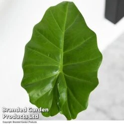 Alocasia 'Portodora' -Vedicayur Store ALOC PORTODORA T52512