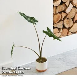 Alocasia 'Sarian' -Vedicayur Store ALOC SARIAN T52115