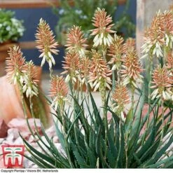 Aloe 'Safari Sunrise' 18 Aloe 'Safari Sunrise' -Vedicayur Store ALOE KB4736 D