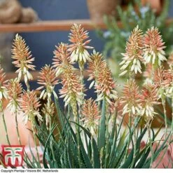 Aloe 'Safari Sunrise' 19 Aloe 'Safari Sunrise' -Vedicayur Store ALOE KB4736 F