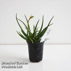 Aloe 'Safari Sunrise' 13 Aloe 'Safari Sunrise' -Vedicayur Store ALOE SAFARI9CM T44653